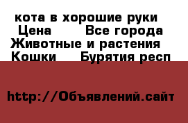 кота в хорошие руки › Цена ­ 0 - Все города Животные и растения » Кошки   . Бурятия респ.